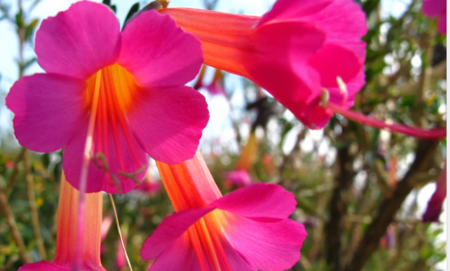 Kantutu - Bolivia's National Flower